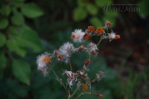 IMG_3061